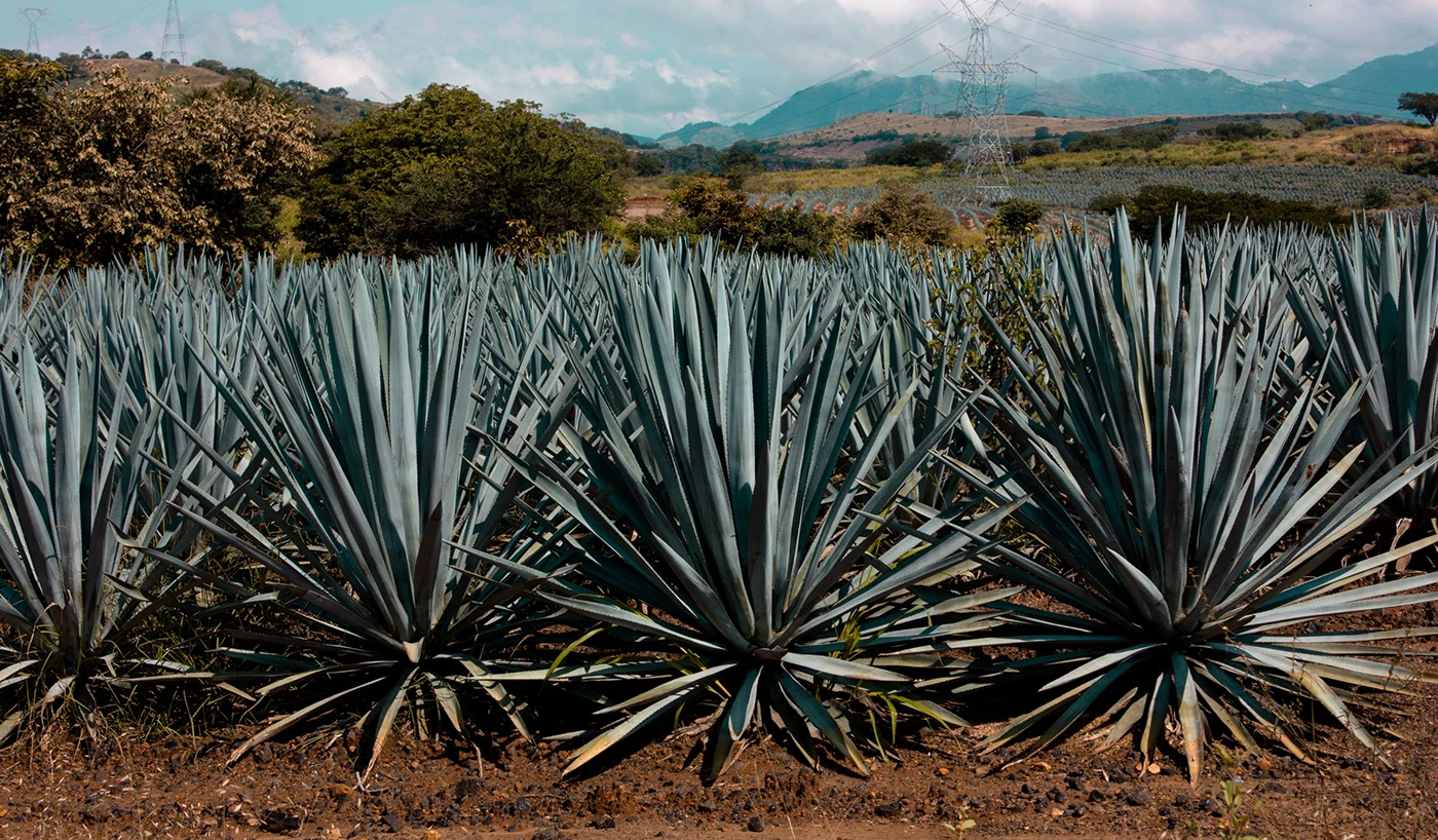 Dia Nacional del Tequila illustration bottle packaging and label detail
