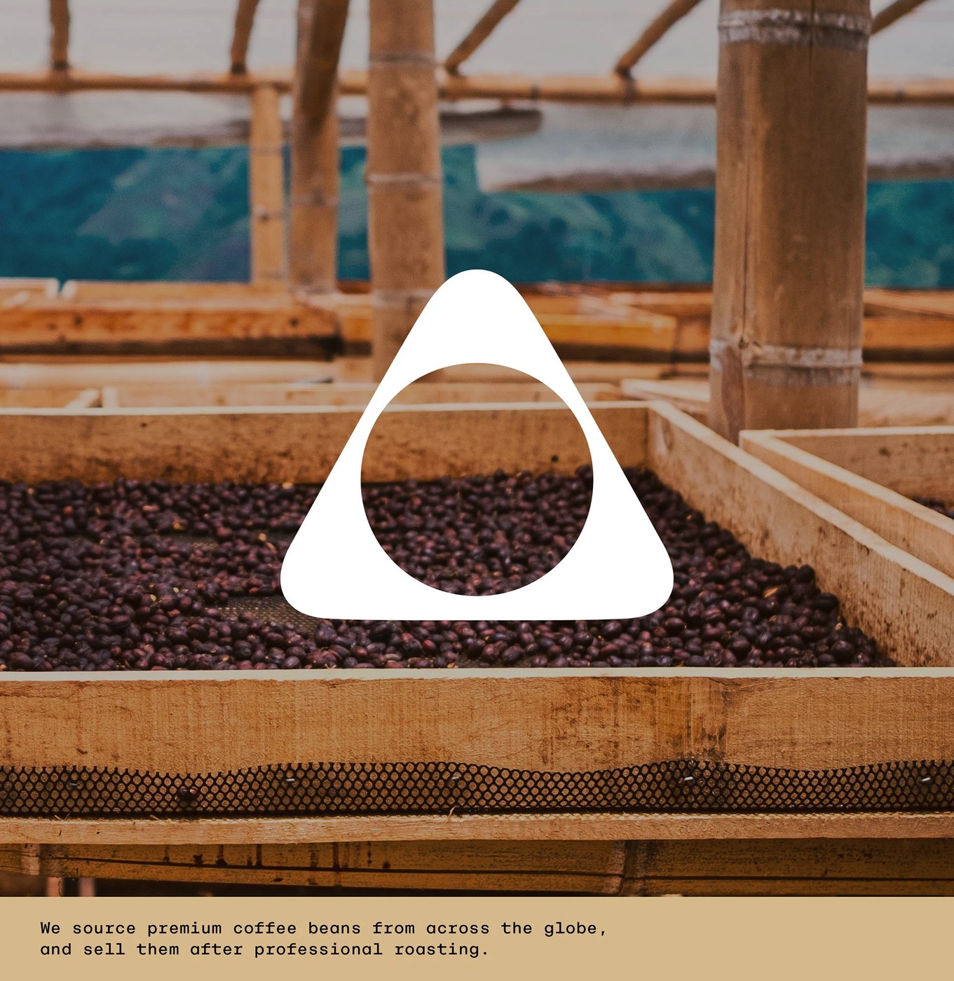 Minimalist white triangle logomark overlaid on sun-drying coffee cherry beds branding